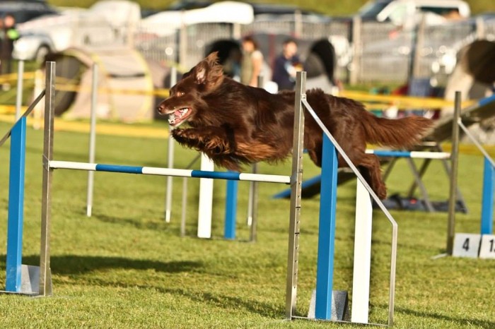Gun_agility