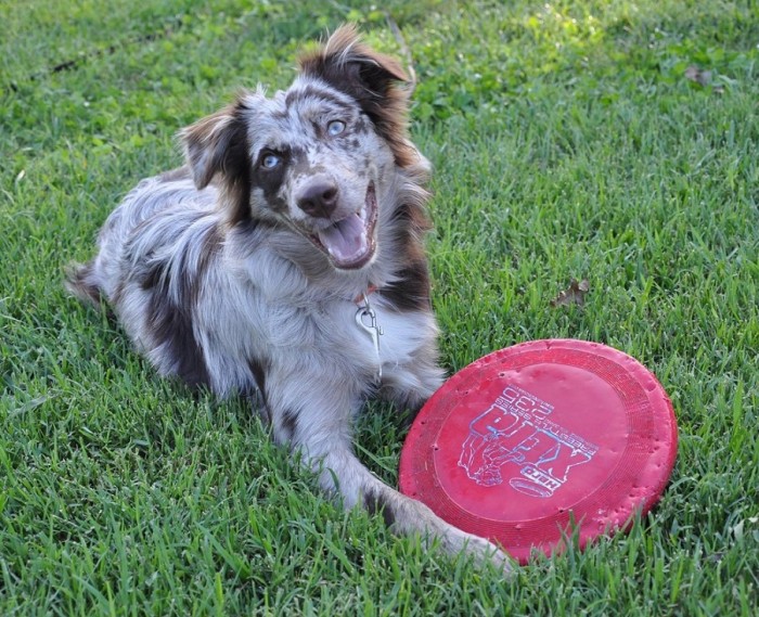 Jinger_6mois_frisbee_m